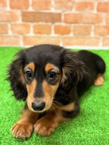 ミニチュアダックスフンド