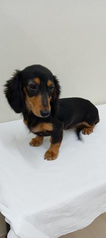 富山県のミニチュアダックスフンド(ロング) (ペットアミ宮野店/2025年9月15日生まれ/女の子/ブラックタン)の子犬の1枚目の画像