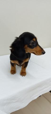 富山県のミニチュアダックスフンド(ロング) (ペットアミ宮野店/2025年9月15日生まれ/女の子/ブラックタン)の子犬の2枚目の画像