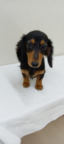 富山県のミニチュアダックスフンド(ロング) (ペットアミ宮野店/2025年9月15日生まれ/女の子/ブラックタン)の子犬の3枚目の画像