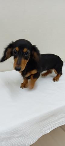 富山県のミニチュアダックスフンド(ロング) (ペットアミ宮野店/2025年9月15日生まれ/女の子/ブラックタン)の子犬の4枚目の画像