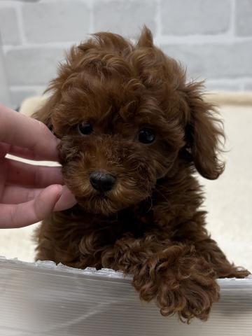 三重県のトイプードル(トイ) (ペットアミ 松阪店/2025年11月15日生まれ/女の子/レッド)の子犬の4枚目の画像