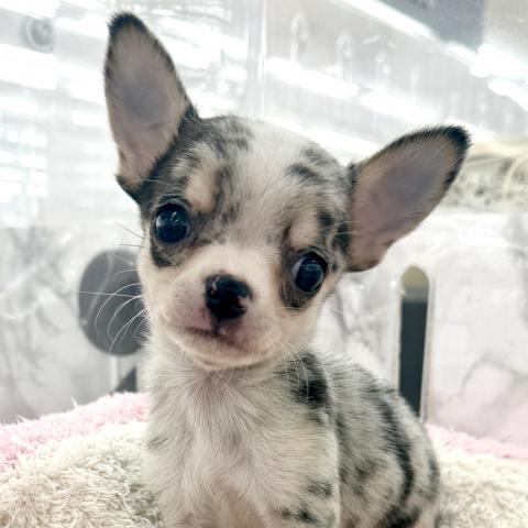 埼玉県のチワワ(スムース) (NICO PET 三郷店/2025年11月30日生まれ/男の子/ブルーマール)の子犬の1枚目の画像