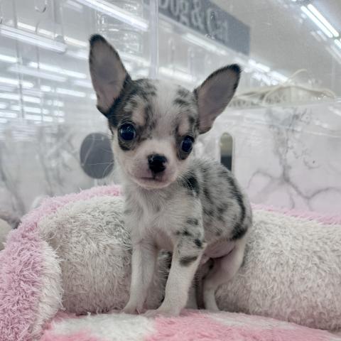 埼玉県のチワワ(スムース) (NICO PET 三郷店/2025年11月30日生まれ/男の子/ブルーマール)の子犬の2枚目の画像