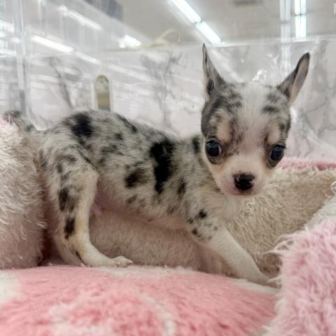 埼玉県のチワワ(スムース) (NICO PET 三郷店/2025年11月30日生まれ/男の子/ブルーマール)の子犬の3枚目の画像