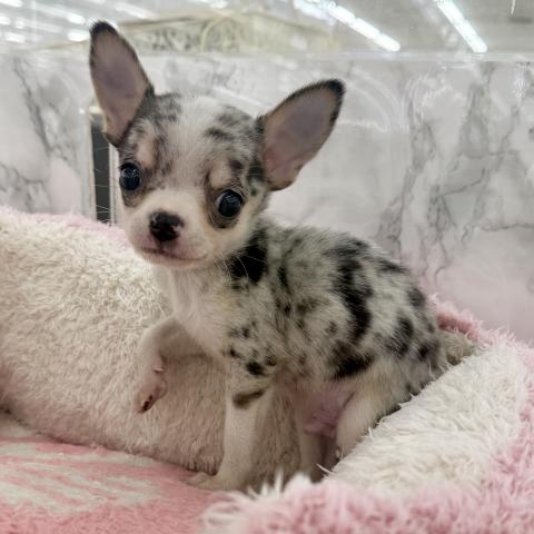 埼玉県のチワワ(スムース) (NICO PET 三郷店/2025年11月30日生まれ/男の子/ブルーマール)の子犬の4枚目の画像