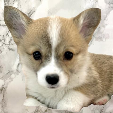 埼玉県のウェルシュコーギーペンブローク (NICO PET 三郷店/2025年11月27日生まれ/女の子/レッドホワイト)の子犬の1枚目の画像