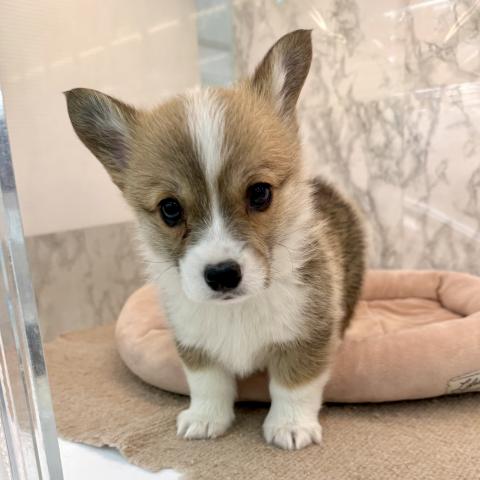 埼玉県のウェルシュコーギーペンブローク (NICO PET 三郷店/2025年11月27日生まれ/女の子/レッドホワイト)の子犬の2枚目の画像