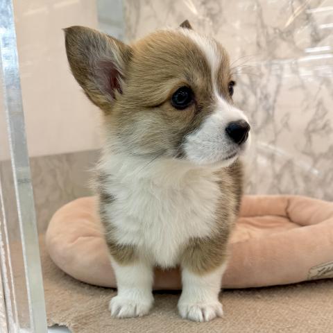 埼玉県のウェルシュコーギーペンブローク (NICO PET 三郷店/2025年11月27日生まれ/女の子/レッドホワイト)の子犬の3枚目の画像