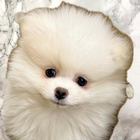 埼玉県のポメラニアン (NICO PET 三郷店/2025年11月29日生まれ/男の子/ホワイト)の子犬の1枚目の画像