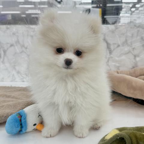 埼玉県のポメラニアン (NICO PET 三郷店/2025年11月29日生まれ/男の子/ホワイト)の子犬の2枚目の画像