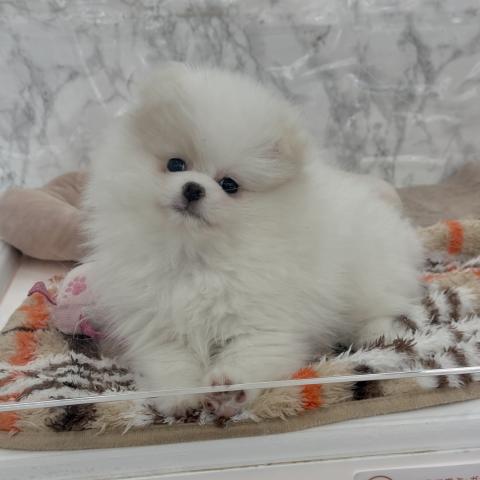 埼玉県のポメラニアン (NICO PET 三郷店/2025年11月29日生まれ/男の子/ホワイト)の子犬の3枚目の画像