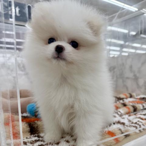 埼玉県のポメラニアン (NICO PET 三郷店/2025年11月29日生まれ/男の子/ホワイト)の子犬の4枚目の画像
