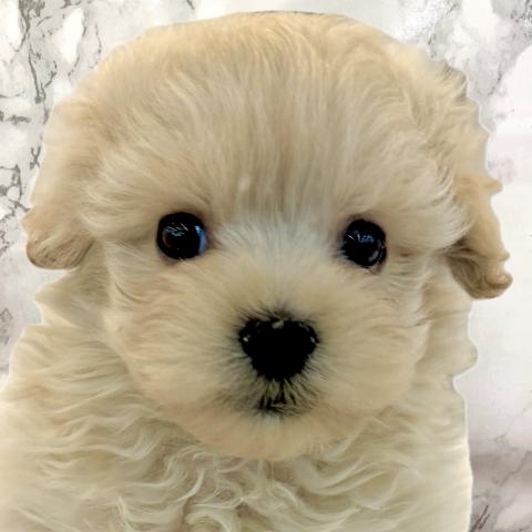 埼玉県のポメプー(ポメラニアン×プードル) (NICO PET 三郷店/2025年11月23日生まれ/男の子/アプリコット)の子犬の1枚目の画像