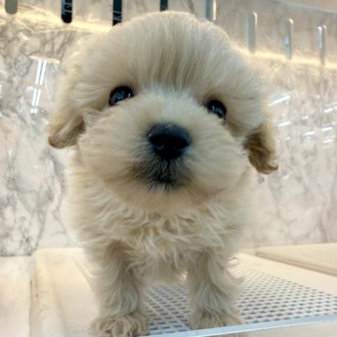 埼玉県のポメプー(ポメラニアン×プードル) (NICO PET 三郷店/2025年11月23日生まれ/男の子/アプリコット)の子犬の2枚目の画像