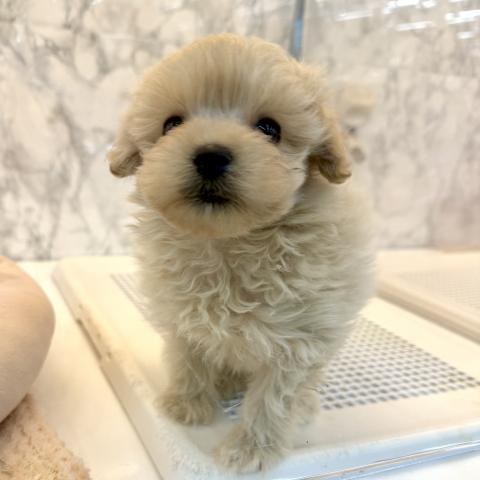 埼玉県のポメプー(ポメラニアン×プードル) (NICO PET 三郷店/2025年11月23日生まれ/男の子/アプリコット)の子犬の4枚目の画像