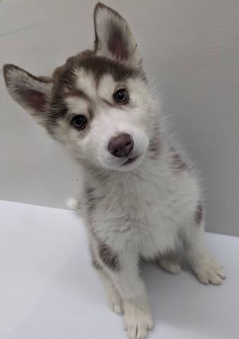 シベリアンハスキー