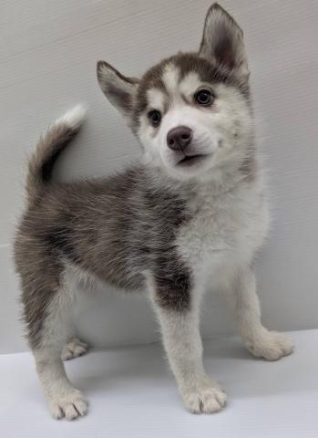 シベリアンハスキー