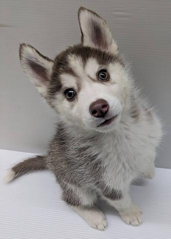 シベリアンハスキー