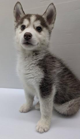 シベリアンハスキー