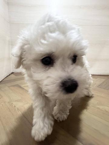 ビションフリーゼ