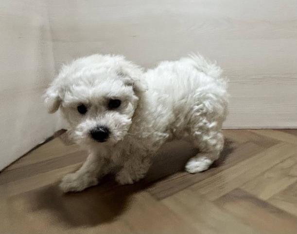 ビションフリーゼ