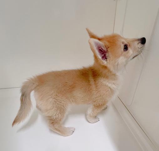 新潟県のハーフ犬・ミックス犬 (ペットアミ 三条四日町店/2025年10月1日生まれ/男の子/セーブルホワイト)の子犬の2枚目の画像