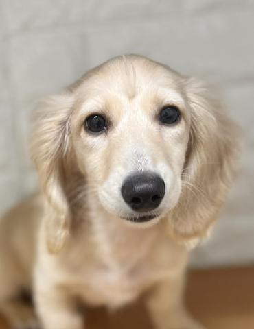 ミニチュアダックスフンド