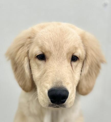 新潟県のゴールデンレトリバー (ペットアミ 小千谷店/2025年8月23日生まれ/男の子/ゴールド)の子犬の2枚目の画像