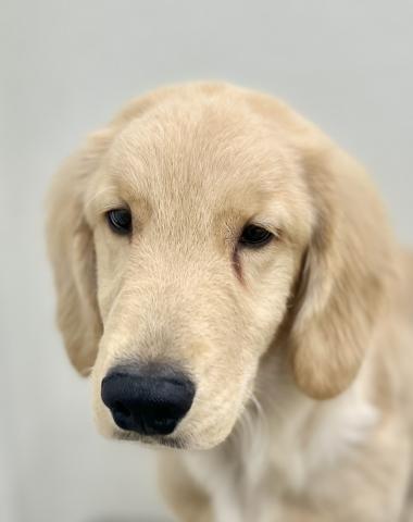 新潟県のゴールデンレトリバー (ペットアミ 小千谷店/2025年8月23日生まれ/男の子/ゴールド)の子犬の4枚目の画像