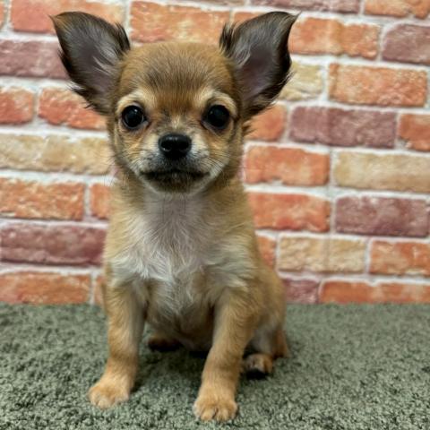 チワワ（ロングコート）