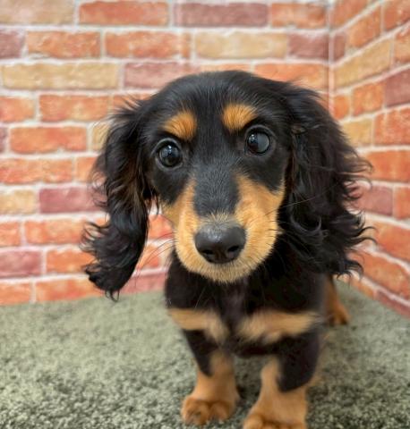 ミニチュアダックスフンド