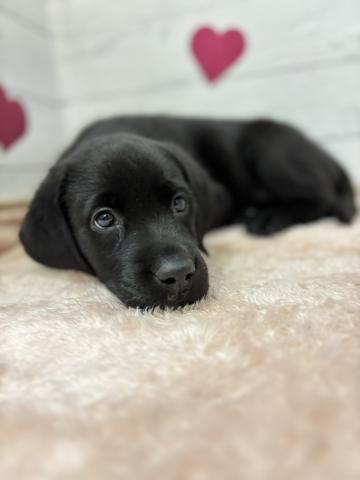 ラブラドールレトリーバー子犬