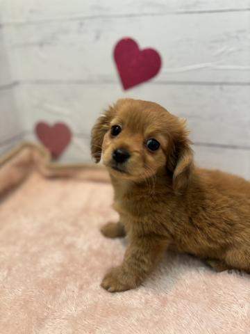 群馬県のハーフ犬・ミックス犬 (ペットアミ 前橋店/2026年1月12日生まれ/女の子/ゴールド)の子犬の2枚目の画像