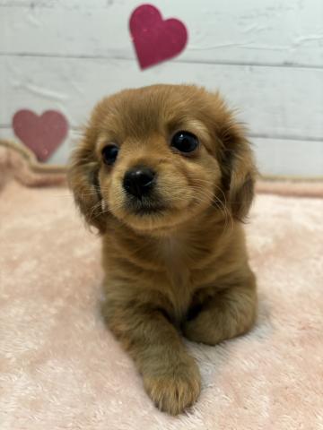 群馬県のハーフ犬・ミックス犬 (ペットアミ 前橋店/2026年1月12日生まれ/女の子/ゴールド)の子犬の3枚目の画像