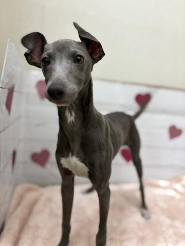 イタリアングレーハウンド子犬