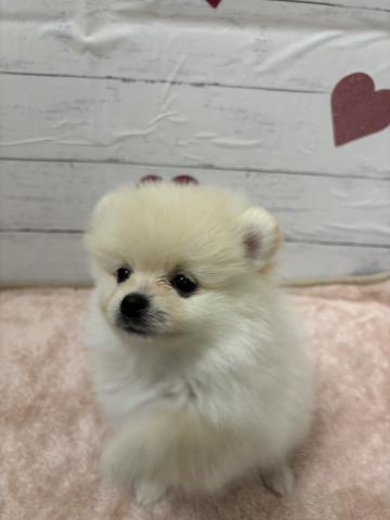 ポメラニアン子犬