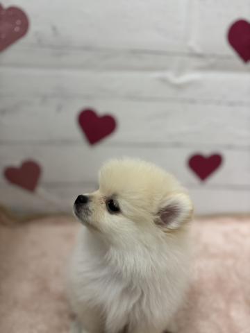 ポメラニアン子犬