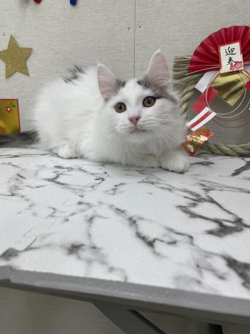 ノルウェージャンフォレストキャット