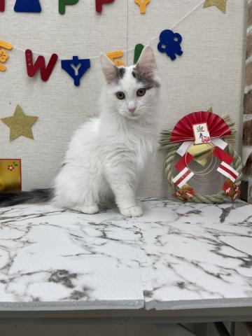 秋田県のノルウェージャンフォレストキャット (ペットアミ 能代東インター店/2025年9月13日生まれ/男の子/ブラウンタビーホワイト)の子猫の2枚目の画像