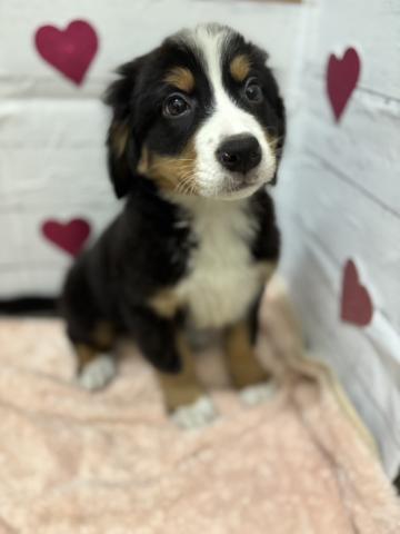 バーニーズマウンテンドッグ子犬