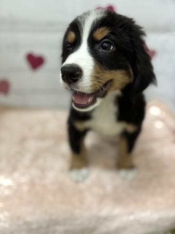 群馬県のバーニーズマウンテンドッグ (ペットアミ 前橋店/2026年1月12日生まれ/男の子/ブラックラストホワイト)の子犬の2枚目の画像