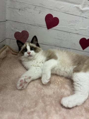 ラグドール子猫