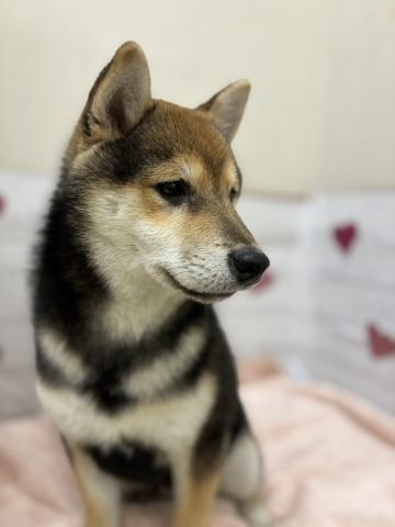 群馬県の豆柴 (ペットアミ 前橋店/2025年8月2日生まれ/男の子/ブラック)の子犬の2枚目の画像