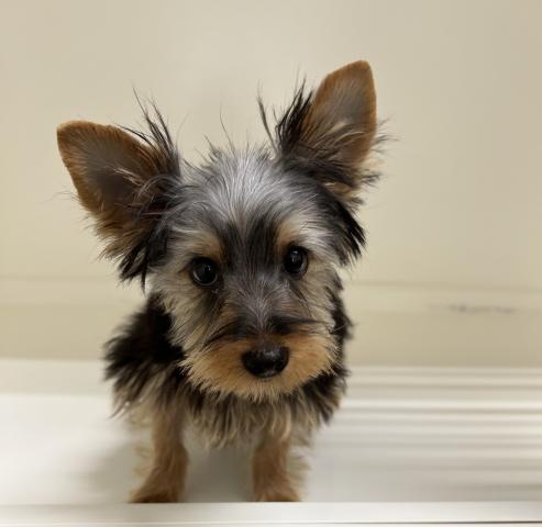 ヨークシャーテリア