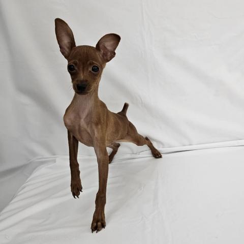 ミニチュアピンシャー