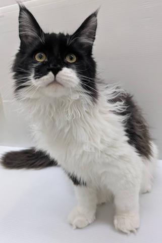 宮城県のメインクーン (ペットアミ 佐沼店/2025年8月13日生まれ/男の子/ブラックホワイト)の子猫の3枚目の画像