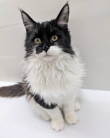 宮城県のメインクーン (ペットアミ 佐沼店/2025年8月13日生まれ/男の子/ブラックホワイト)の子猫の4枚目の画像