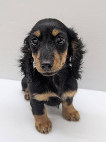 ミニチュアダックスフンド