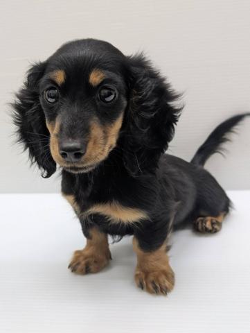 ミニチュアダックスフンド